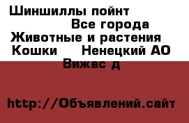 Шиншиллы пойнт ns1133,ny1133. - Все города Животные и растения » Кошки   . Ненецкий АО,Вижас д.